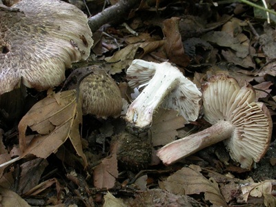 Inocybe erinaceomorpha