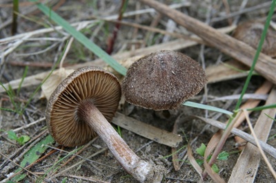 Inocybe exilis