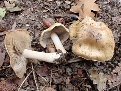Inocybe fibrosoides