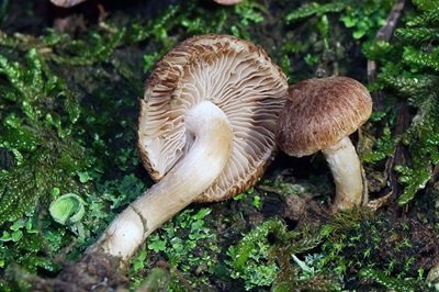 Inocybe flocculosa