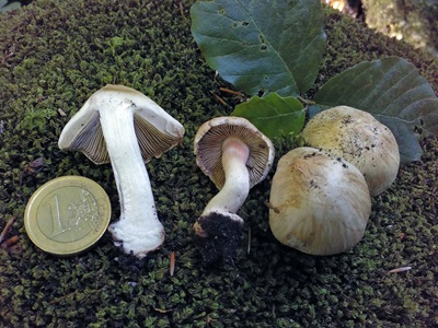 Inocybe fraudans
