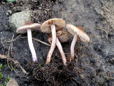 Inocybe furfurea