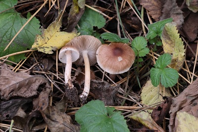 Inocybe fuscidula