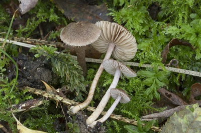 Inocybe gaiana