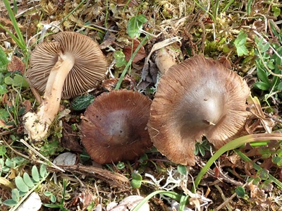 Inocybe giacomi