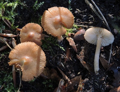 Inocybe glabripes