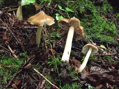 Inocybe glabrodisca