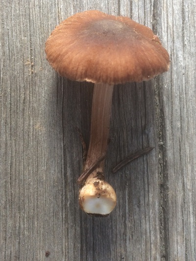 Inocybe globulina