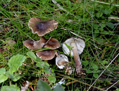 Inocybe goniopusio