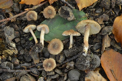 Inocybe hamadryadis