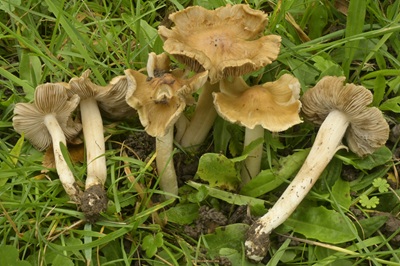 Inocybe heidelbergensis