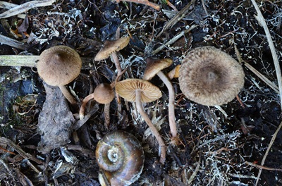 Inocybe helobia
