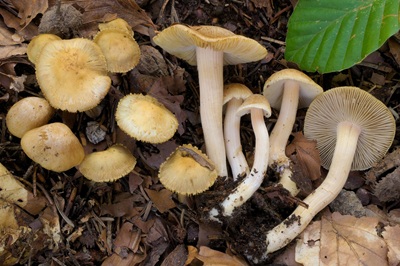 Inocybe hirtella