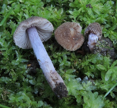 Inocybe ianthinopes