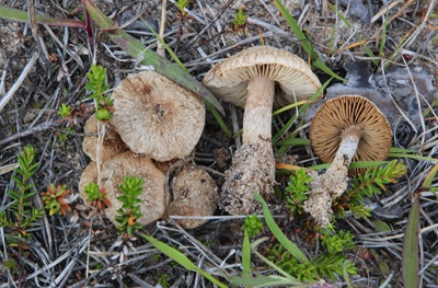 Inocybe impexa