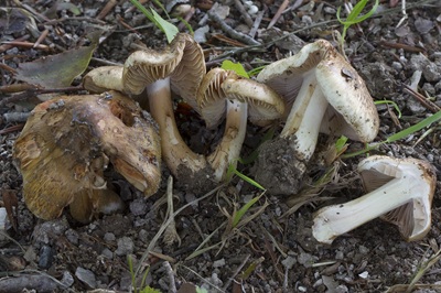 Inocybe incarnata