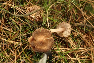 Inocybe inodora