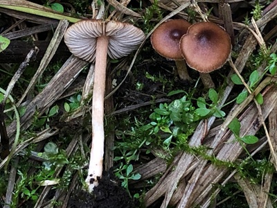 Inocybe involuta 