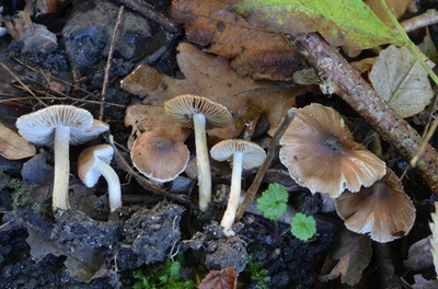Inocybe jucunda