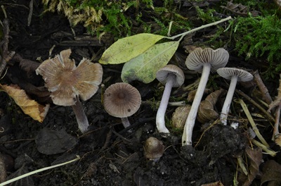 Inocybe knautiana