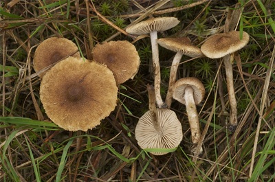 Inocybe lacera