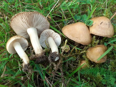 Inocybe langei