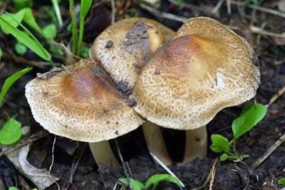 Inocybe margaritispora