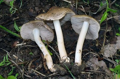 inocybe-margaritispora1