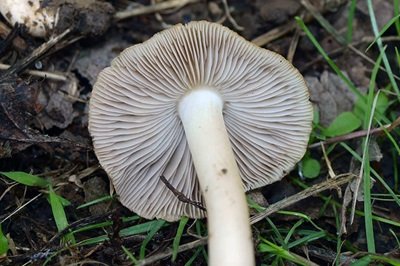 inocybe-margaritispora2