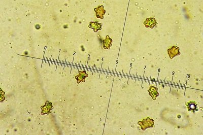 inocybe-margaritispora6