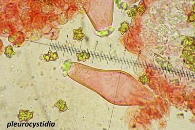 inocybe-margaritispora7