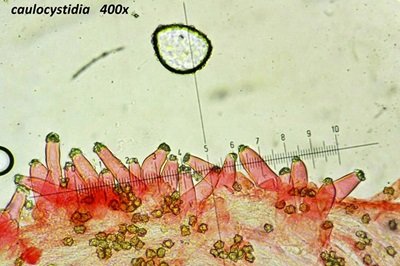 inocybe-margaritispora9