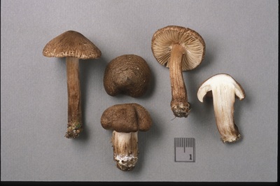 Inocybe maritimoides