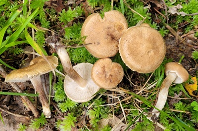 Inocybe melanopoda