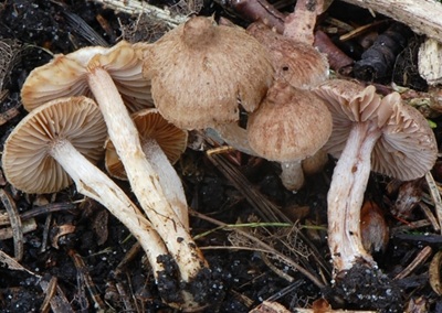 Inocybe mortenii