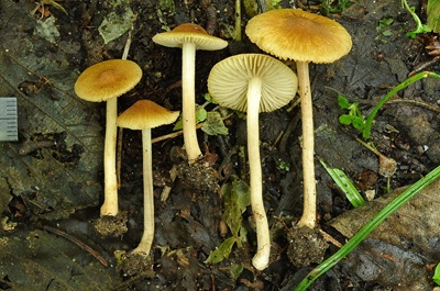 Inocybe muricellata