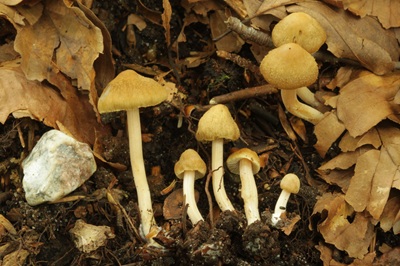 Inocybe mycenoides