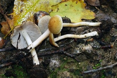 Inocybe mystica