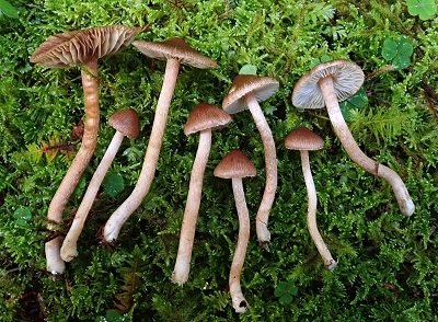 Inocybe nitidiuscula