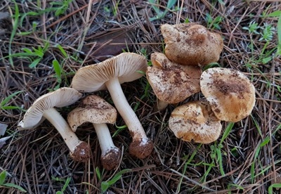 Inocybe nothomixtilis
