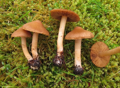 Inocybe obscurobadia