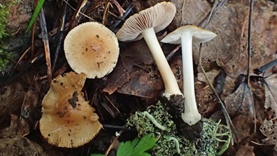 Inocybe occulta