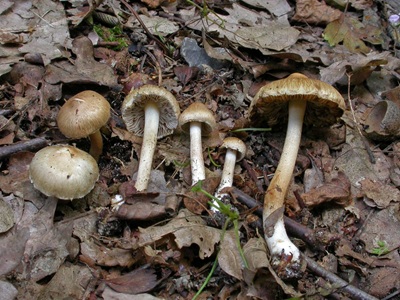 Inocybe ochroalba