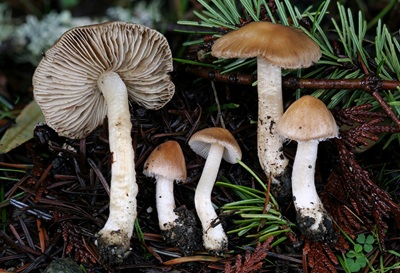 Inocybe oetziana
