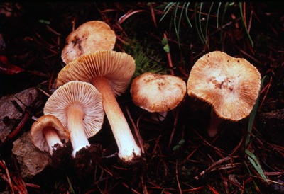 Inocybe pargasensis