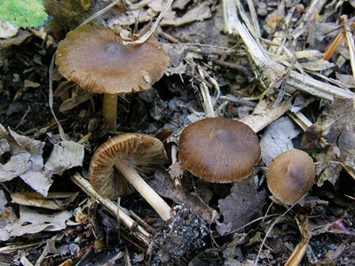 Inocybe pelargonium