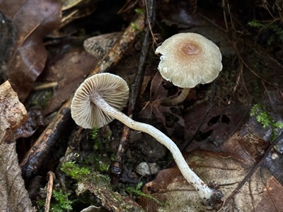 Inocybe phaeodisca