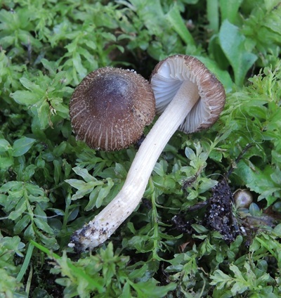 Inocybe phaeoleuca