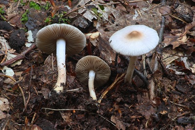 Inocybe posterula