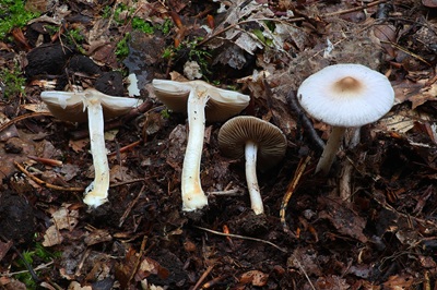 inocybe-posterula1